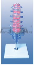 The electric model of lumbosacral vertebra, intervertebral disks and nerves